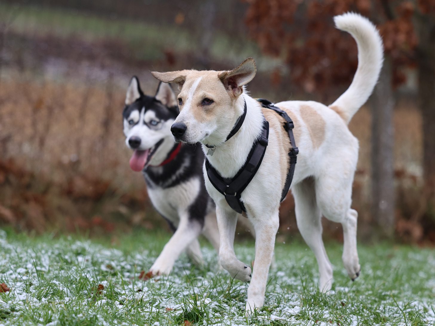 Individuelles Hundetraining Bamberg, Haßberge und Umgebung Individuelles Hundetraining Bamberg, Haßberge und Umgebung