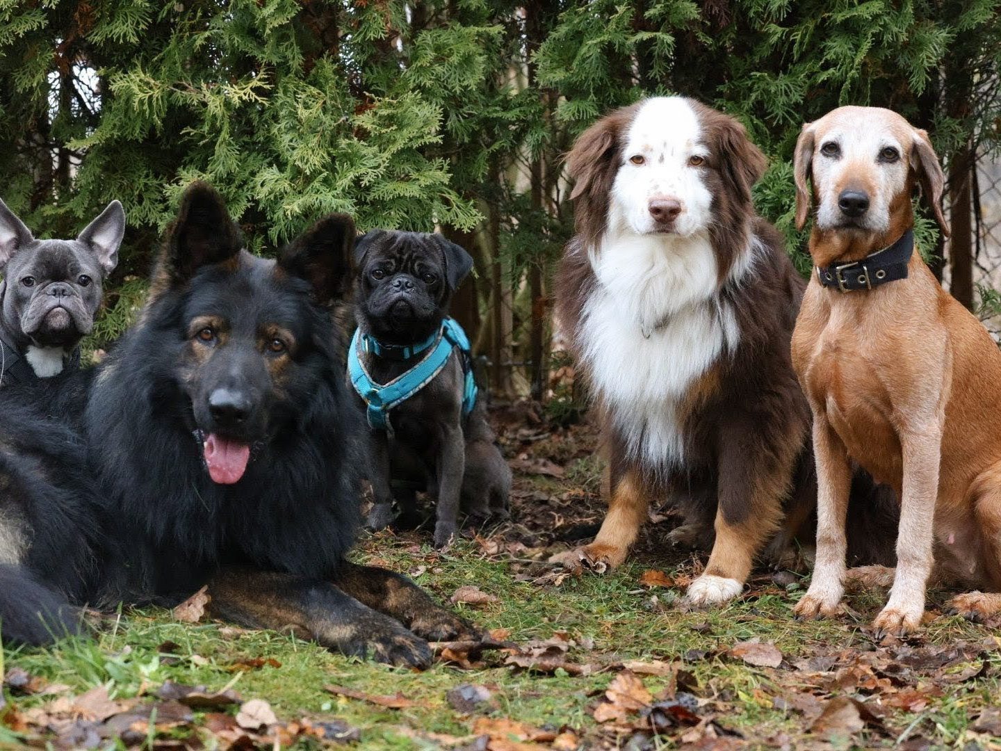 Hundegruppe im Schnee während dem Gassiservice Hundebetreuung in Bamberg und Haßberge Hunde im Schnee während dem Gassiservice