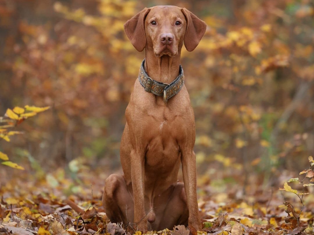 Individuelles Hundetraining Bamberg, Haßberge und Umgebung Individuelles Hundetraining Bamberg, Haßberge und Umgebung